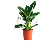 ����������� ���� ������ 17�55. 293,78 ���.jpg