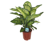 ����������� ������ ���� 19�70. 528,62 ���.jpg