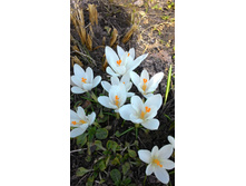 ������ ����� �'���, 20 �