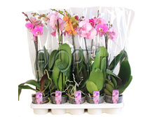 ���������� ���� 1���. 3��. 12�50. 513,45 ���.jpg