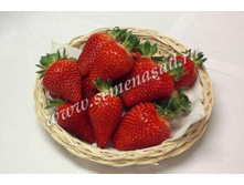 ��������� ���� (5��) (������������, �������������, ���������).jpg