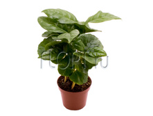 ���� 6�17. 147,76 ���.jpg