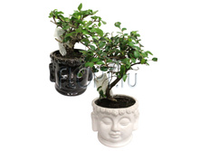 ������ � ������ ����� ���� 12�15. 704,01 ���.jpg