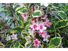 ������� �������� ���� ��������� (V2�.) (������ �������,���� ������� � ����� ������,������ 1.5�).jpg