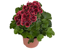 ���������� ����������� ����� 12�25. 244,65 ���.jpg