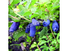 ��������� ��������� ������.jpg