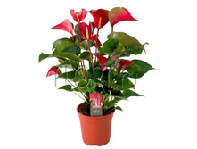 �������� ����� ����� ��� 17�60. 919,8 ���.jpg