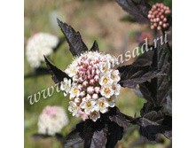 ������������� ������������� �������.jpg