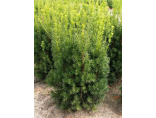 ���� ������� ����� (�9).jpg