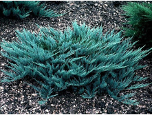 5441975263e44 juniperus horizontalis blue chip-7450.jpg