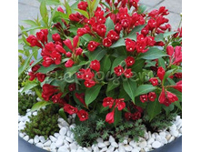 ������� ��������� ��� ����� ��� (V2�.) (������ ����-�������, ���� �������).jpg