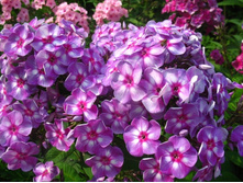 ������� -195�.jpg