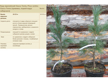 ���� ����������� Glauca Trento, Pinus cembra Glauca Trento (��������, ������ ����� ����������) 4000���.jpg