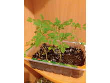 ����� 20.04