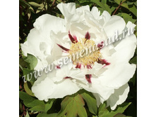 ���� ����������� ������� ����� ������� �����.jpg