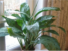 Aglaonema B.J. Freedman-350�