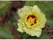 ������ 100.jpg