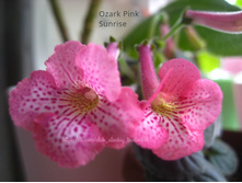 Ozark Pink Sunrise .jpeg