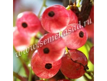 ��������� ������� ������������ ����� ����������� �������.jpg