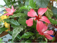 ������������� �������� Cooperi Carnival- ������ �������� ...