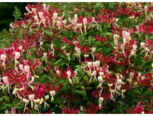 ��������� Serotina-250�