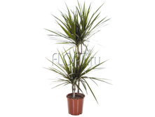 ������� ��������� 2���. 17�75. 637,88 ���.jpg