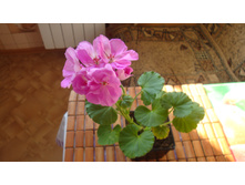 ����������  PAC Blue Wonder