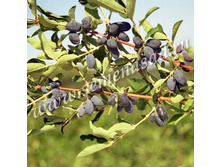 ��������� ��������� ������.jpg