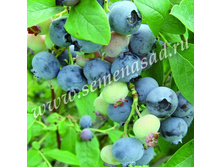 �������� �������.jpg