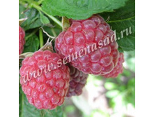 ������ ������� (V2-3�).jpg