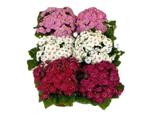 ��������� ������� ���� 12�30. 169,05 ���.jpg