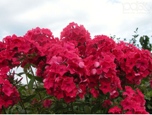 ��������� -170�.jpg