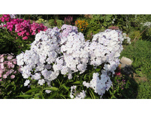 ����� ���������