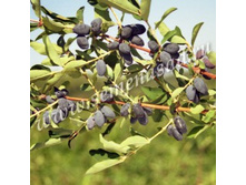 ��������� ��������� ������.jpg