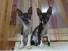 10308435 1692496897702991 2932843443388209474 n.jpg