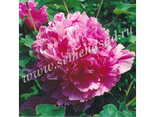 ���� ����������� ������� ����� ��� ���.jpg