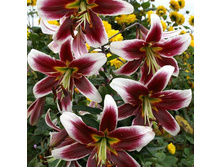 ����� ������ ��������.jpg