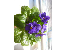 �������� -200 �.