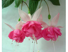 Kit Oxtoby (����-����)