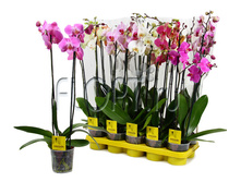 ���������� ���� 2���. 12�60. 764,4 ���.jpg