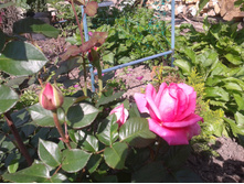 2015-08-09 10.21.27.jpg