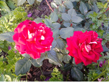 2015-08-15 17.04.27.jpg
