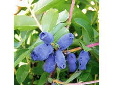 ��������� ���������.jpg