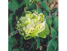 ���� ����������� ������������ ����� ������� ����.jpg