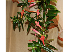 �������� Sylvia