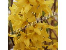 �������� ������������� ������� �����.jpg