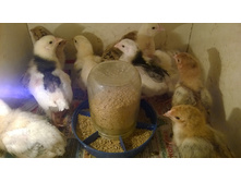 ������� ������ 2016