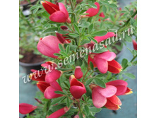 �������� �������� ��������.jpg