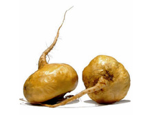 ���������� ����, ������������ �������