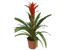 �������� ������ 12�40. 433,66 ���.jpg